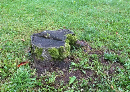 Herriau Paysage Paysagiste Saint Hilaire Du Maine Abattage