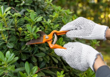 Herriau Paysage Paysagiste Saint Hilaire Du Maine Taille Des Haies Et Arbres